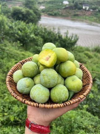 汶川高山脱骨青脆李,口感来了。赶紧冲 今天的脱骨青脆李还在采 #脱骨李 #汶川李子 #青脆李 #产地直发 #2025抖音夏日农友节 