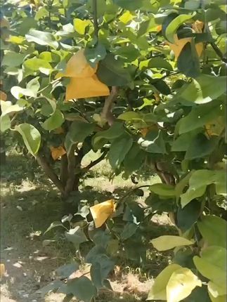 枝江百里洲砂梨 #谁懂这座城的好吃程度 #砂梨 #现摘现发新鲜到家 #当季水果