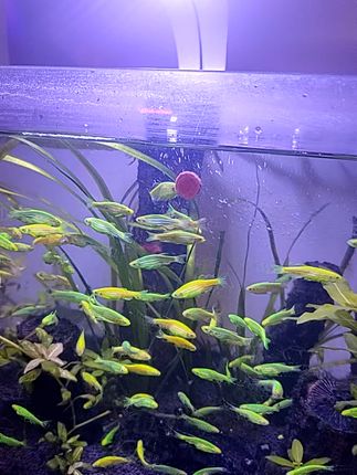 养鱼必备!包邮到家的高品质鱼食来了! 今天有粉丝说没收到货了!我来给大家解释一下吧~现在是旺季,每天发货量大,所以会延迟几天到哈!#救生衣小狗前来报到#遇上真牛仔小猫了#当事猫婉拒了它的同款抱枕
