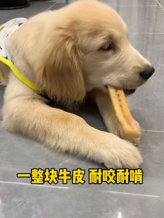 风干牛皮磨牙棒#抖in萌宠计划 #狗狗 #萌宠好物 #狗狗磨牙零食 #萌宠好物推荐