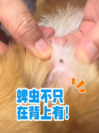 蜱虫不是只在背上有,这个季节狗狗很容易有蜱虫! #猫咪 #狗狗 #驱虫 #傻猫 #万物皆有灵性