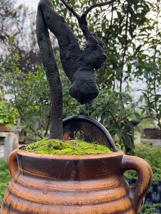 #三农#金弹子#金弹子血红算盘果#花卉绿植#阳台小院均可种植