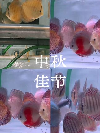 月圆,人圆,事事圆满#中秋节 #养鱼日记 #水族 #中秋 #中秋节快乐 #中秋