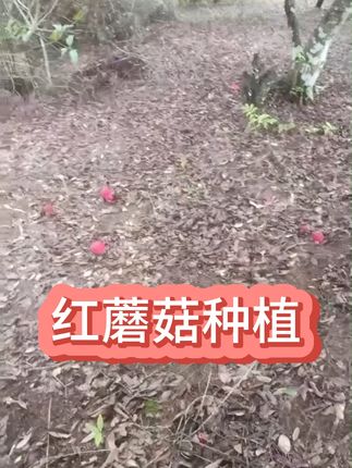 种菇轻松高产,益生宝让菌菇疯长! 冬季种植食用菌,如何提高产量?这款产品能有效提升!#红蘑菇 #菌菇种植 #竹荪 #巴西菇 #羊肚菌