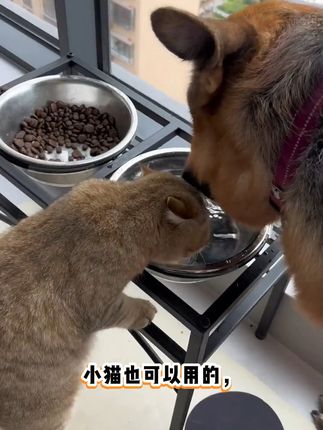 宠物每月的驱虫,你做了吗#狗狗驱虫 #新手养狗 #宠物驱虫药 #宠物驱虫推荐 #狗狗的日常