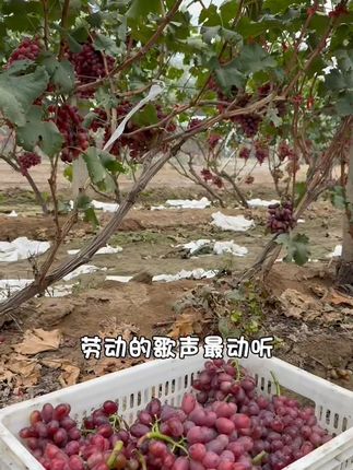 新鲜采摘!脆甜多汁的克伦生无籽葡萄来了! 新鲜采摘的葡萄来啦!好吃又实惠,快来看看吧~#应季水果#新鲜应季水果#水果#葡萄#被新农人的打卡视频馋到了