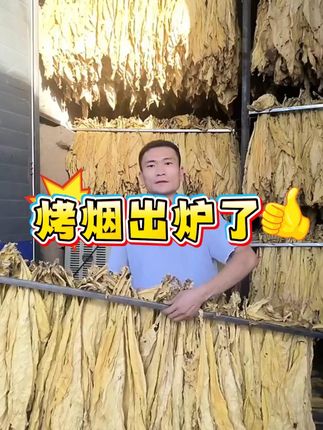告别青烟挂灰,轻松提升烟叶色泽! 烟农们愁烘烤?这款产品减少青烟挂灰霉烂,缩短变黄时间!#烟叶烘烤 #烤烟烘烤 #烟叶分级 #易烤黄 #烤烟小技巧