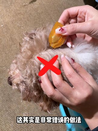猫狗一月一次的外驱你做对了吗? #猫咪 #狗狗 #驱虫 #傻猫 #万物可爱计划