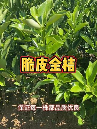 在家就能吃到新鲜金桔!脆皮金桔树苗种起来 #金桔苗 #果树苗基地 #优质种苗 #果树种植 #如果丰收农作物会说话