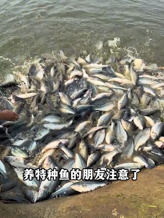 养特种鱼亚盐高,你就试试威立妙的快克2型#硝化细菌 #养鱼日记 #水产养殖 #鱼虾蟹养殖 #鱼塘
