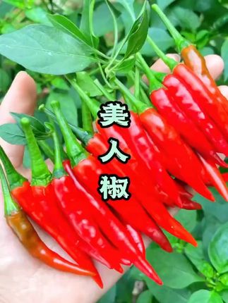 阳台也能种出高产抗病美人椒! 今天又是一个大丰收!家里人都爱吃辣,就选了这个品种,好吃又好种!#种菜#蔬菜种子#在家种菜#我的小菜园#各省丰收战队申请出战