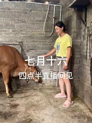 新鲜小黄牛肉 现切现称 包邮到家太方便了! 四点开播,直播间见