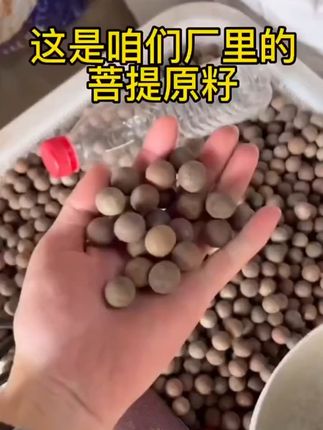沙漠中的自然馈赠,戴上它感受千年文化的魅力! 想买有品质的手串却没好选择?这款手串帮你解决难题!#文玩手串#文玩#菩提手串#菩提根#万物皆可盘
