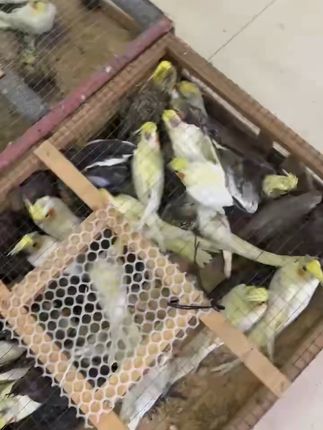 宠物新选择!亲手抚养的鹦鹉超亲人~ 想买宠物却不知咋选?这款小动物超可爱!#鹦鹉#手养鹦鹉#也太可爱了吧#可爱到爆炸💥#萌宠有自己的阿贝贝