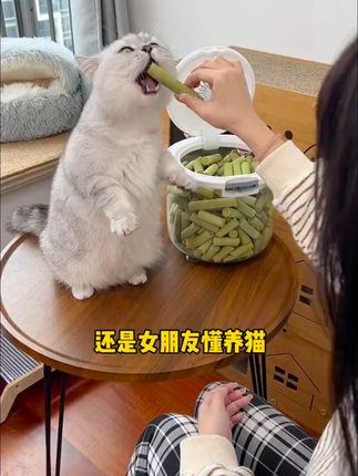 猫咪爱不释手的磨牙棒,包邮到家太划算! #冻干 #猫咪 #萌宠好物 #猫草pro冻干 #冻干零食