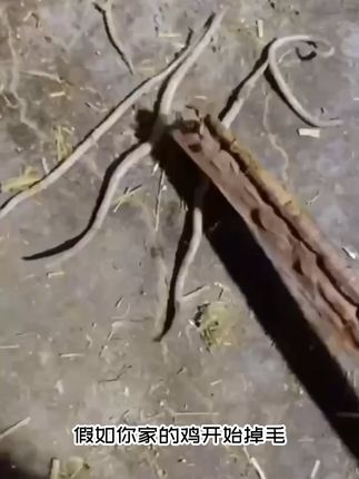 养宠物不烦恼,驱虫饲料添加剂,退货无忧! 今天下午五点半之前下单都可以享受运费险了!有需要赶紧去拍吧!