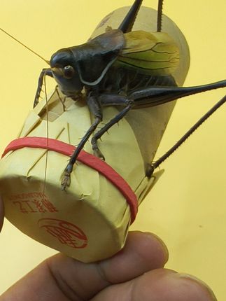 精品铁皮大货