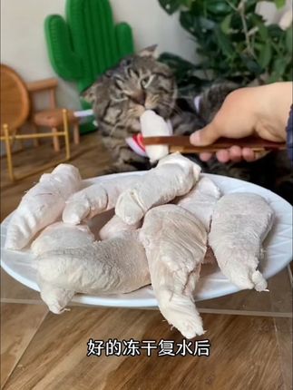 宠物爱不停,高蛋白冻干肉包邮到家! #宠物零食 #冻干 #抖in萌宠计划 #萌宠出道计划 #萌宠有自己的阿贝贝