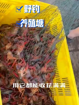 老虾农口诀:“羊油膻,虾满船;饼不散,捞不断!” #抓虾 #羊油小饼子饵料 羊油膻味=虾类“信息素炸弹”!低温缓释穿透力拉满,深水/暗流虾闻讯倾巢,专治不开口!