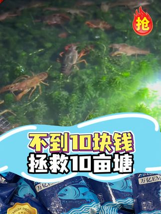 养鱼总担心水质问题?这款产品能稳定pH值、改善藻类环境! #水产养殖 #调水 #厂家直发 #em菌 #万亿