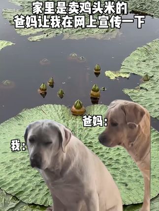 超大颗鲜芡实,Q弹软糯,包邮退货无忧! 鸡头米六水推荐囤货