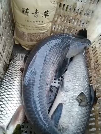 夏天野钓必备!醉青草颗粒,免费退货无忧试用 #钓鱼就是夏季最解压的运动