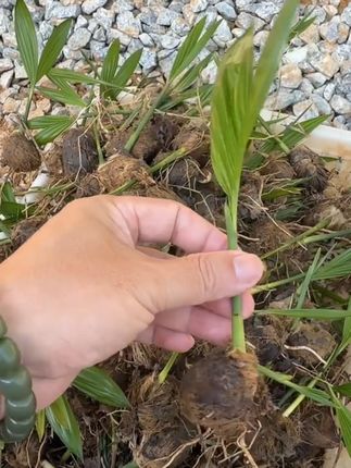 果树生根愁坏你,强力生根颗粒来救急! 树体营养不足、长势差?试试这款肥料!#农业种植#生根壮苗剂#果园种植#果树管理#被新农人的打卡视频馋到了