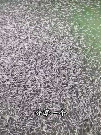 分享一个能让鱼虾蟹猛长的小妙招,让你的鱼虾蟹长的大,吃的好,增产增收#水蛛轮虫培育 #水产养殖 #养鱼日记 #水产人 #鱼获满满