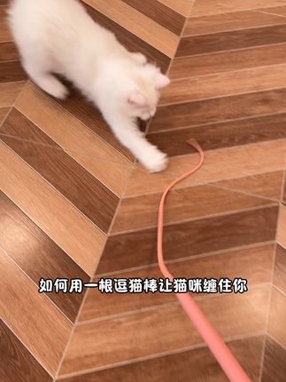 猫咪一直追着不停玩,这逗猫棒也太好玩了 #逗猫棒 #逗猫神器 #萌宠好物
