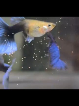 养鱼新手必备!包邮到家的孔雀鱼,轻松繁殖观赏两不误! 今天又给大家发了两批小鱼!都是包运费到家哦~有需要的小可爱们抓紧时间下单吧!!#水族#观赏鱼#孔雀鱼#新手养鱼#观赏鱼世界