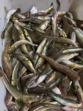 鲜美沙光鱼,一口难忘的海鲜滋味! 新鲜海捕沙光鱼,小龙鱼胖头鱼