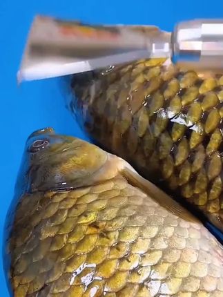 家用不锈钢鱼鳞刨工具厨房款刮鱼鳞器手动打鱼刀厨房去鱼鳞小工具