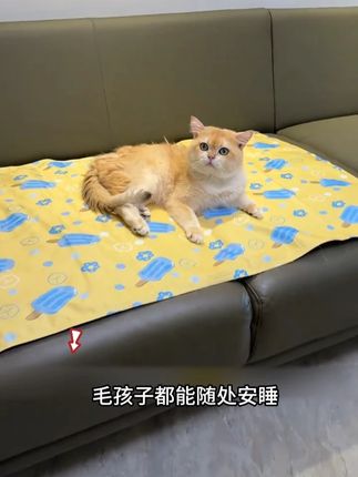 天气越来越热,凉爽舒适的大冰垫该给毛孩子安排上了!猫狗都能睡!#宠物凉垫 d