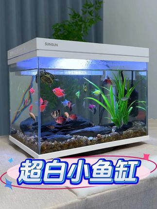不是水族馆买不起,而是森森桌面小缸更有性价比! #森森鱼缸 #超白鱼缸 #桌面鱼缸 #鱼缸 #养鱼日记