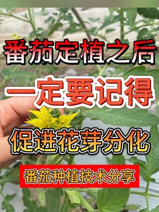 番茄移栽缓苗后,花芽分化要趁早 #农业种植 #促花保果 #种植小技巧 #花芽分化 #促花肥