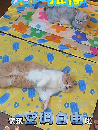 宠物冰垫夏天冰窝凉窝夏季猫狗凉席垫子防水猫咪睡觉降温猫咪凉席  #新手养宠 #萌宠好物 #趣味养宠