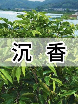古代珍贵的青草,现在做成茶人人都能喝到#潮汕青草 #沉香 #召唤茶友