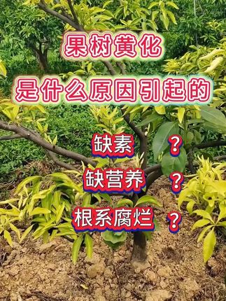 黄化一撒清微量元素水溶肥改善叶片黄化转绿补充营养强健树势地下