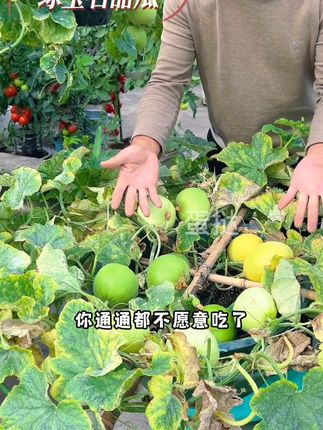 #绿宝石甜瓜 皮薄肉厚,汁水多,种植简单 #甜瓜种子 #自家种植 #甜瓜 #优质农产品