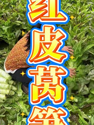 红皮莴笋种子#蔬菜种子 #种植小技巧 #学种菜 #我爱种菜 #莴笋