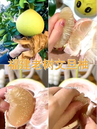 福建度尾文旦柚子 50年老树新鲜采摘应季中秋团圆国庆送礼水果A