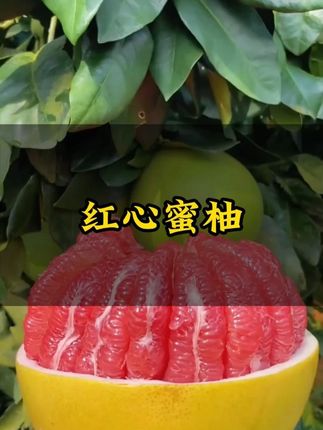 好吃的福建漳州平和红心蜜柚开园啦!你们等了一年的#快来一起尝个鲜#柚子熟了 #三红柚 #优质农产品 #秋天的第一个柚子