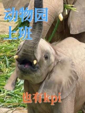 到底谁把大厂文化带到这里来的!#在广东动物界的职场也有kpi #在广东园区遇到了真牛马 #让动物再就业的风还是吹到了广东
