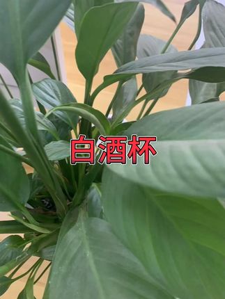 高档加厚透明二两杯12只 #家用白酒杯 #无铅玻璃 #创意中式