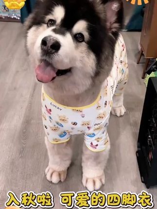 狗狗宠物衣服小中大型犬春秋比熊柯基金毛防掉毛狗狗四脚衣宠物#宠物衣服 #狗狗衣服 #小型犬衣服 #小型犬衣服推荐 #四脚衣