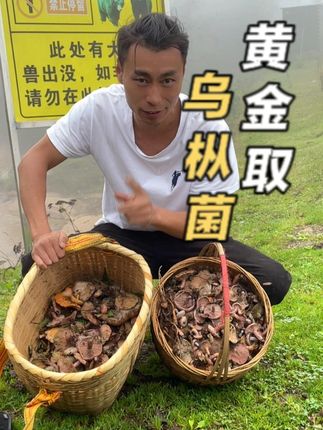 黄金的蘑菇很多,找对了山很轻轻松松爆篮,但是山很大容易迷路,所以大家进山取蘑菇还是要注意安全哦!#我的乡村生活 #乌枞菌 #野生菌 #抖音二创激励计划 #波哥捡蘑菇