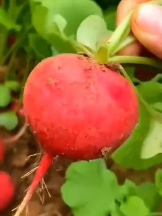 #新鲜采摘 #优质农产品 #口感特别好 #自家种植 #纯天然无公害 #四季樱桃萝卜红皮白肉脆甜多汁新鲜蔬菜阳台种