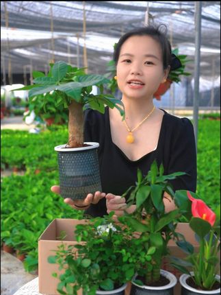 平均一盆7块多带花盆 #发财树 #九里香 #金钻 #富贵竹