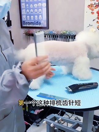 养宠必备!想要你家毛孩子的毛发柔顺又漂亮吗?那一定要试试这把梳子,它是专门给宠物用的,不仅不会伤到皮肤,还能轻松去除脏东西,而且特别舒服,狗狗很喜欢。它的梳齿很软,可以深入毛发底部,让毛发更加蓬松,家里养猫养狗的都可以用它,快点击下方链接购买吧!#萌宠 #日常生活 #梳子#宠物 #宠物毛发