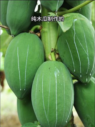 好吃下饭菜 救命!这木瓜丝要是早遇见,我能多吃 3 碗饭!广西特产脆嫩入味,拌粥夹饼都香,无油清爽超解腻!#咸菜推荐 #下饭菜 #广西 #地方特产美食